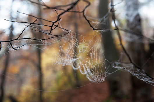 Spiderweb on Tree in Kellerwald Forest