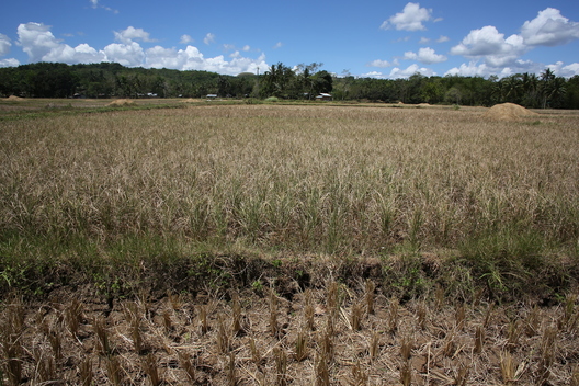 Rice Field Affected by El Niño in the Philippines